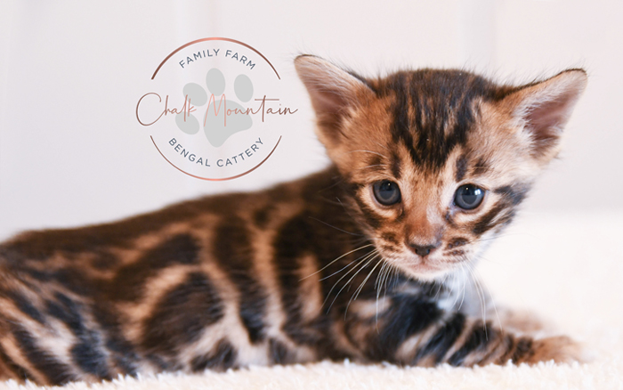 Bengal kitten for sale